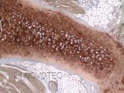 Purified freeze-dried antibody to rat type II collagen